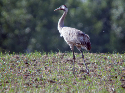 kranvogel1.jpg