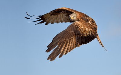 Rode-wouw_2_Hugo-Willocx.jpg