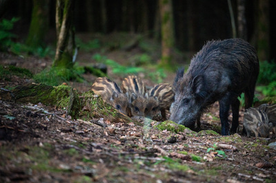 Wild-zwijn-met-biggen_Femke-De-Vuyst.jpg