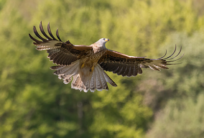 Ontdek de wildhutten van Landschap vzw: oog in oog met wilde natuur Rodewouw_LucianoStulin-6.jpg